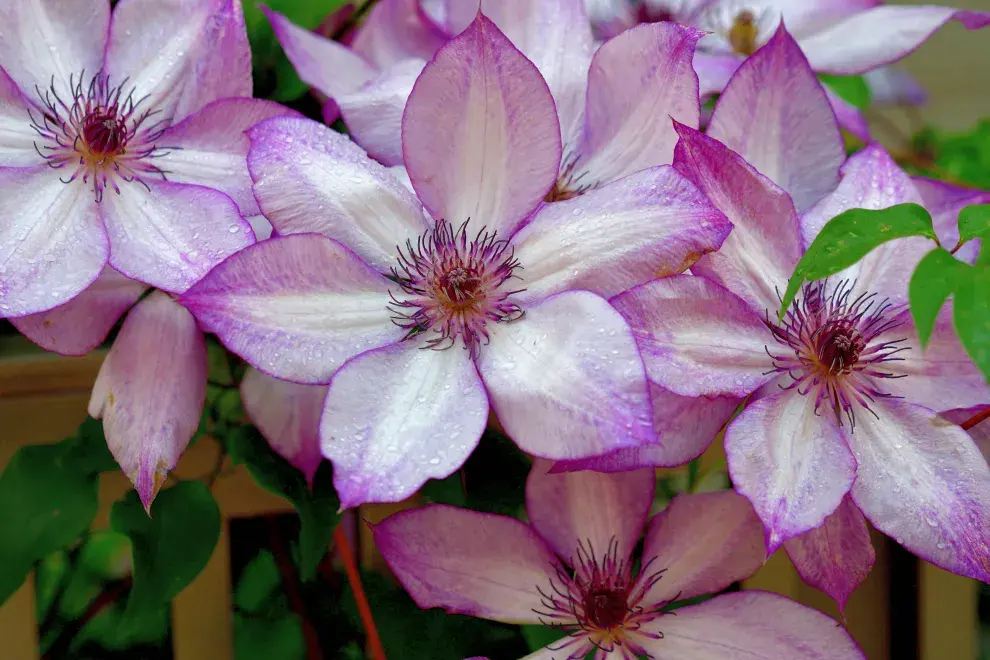 Foto de flores violetas.