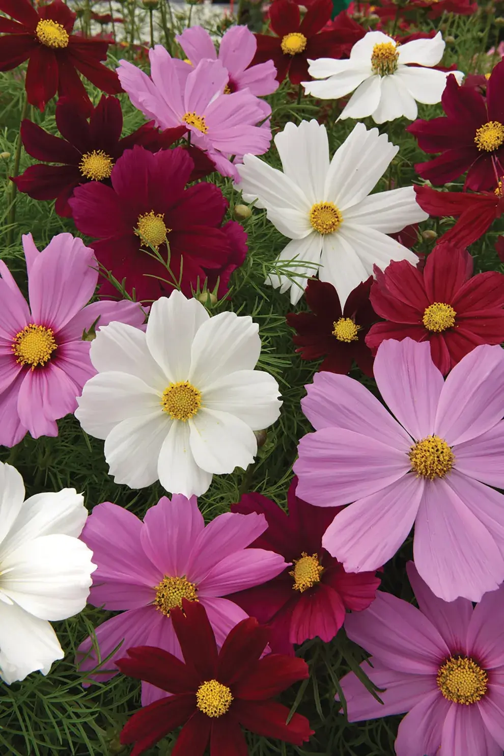 Plantas ideales para sembrar en septiembre y llenar tu jardín de color en verano: Cosmos.