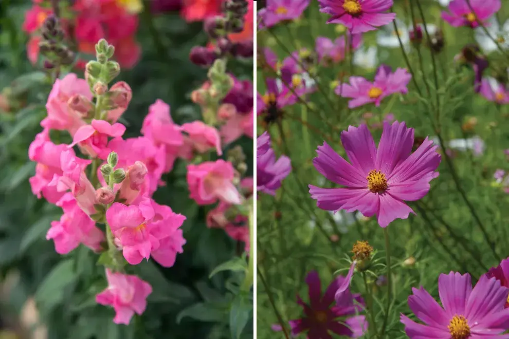 Izq.: Conejito (Anthirrinum majus), sus flores son muy llamativas y suavemente perfumadas. Der.: Cosmos: pueden doblarse con el viento. Son ideales para ramos 