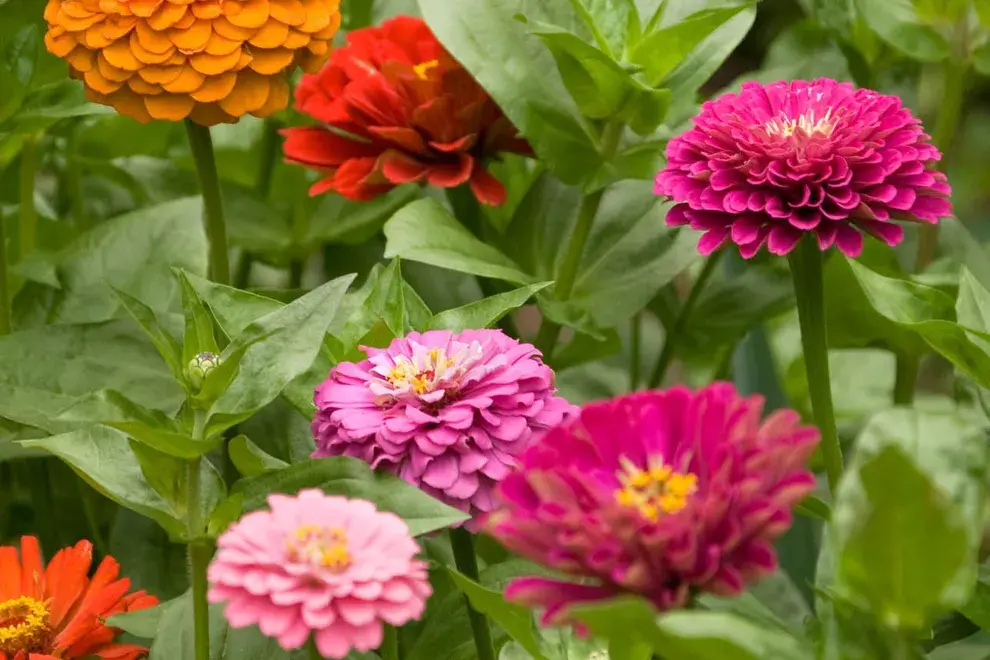 Las flor de papel (Zinnia elegans) vuelve a tomar protagonismo.
