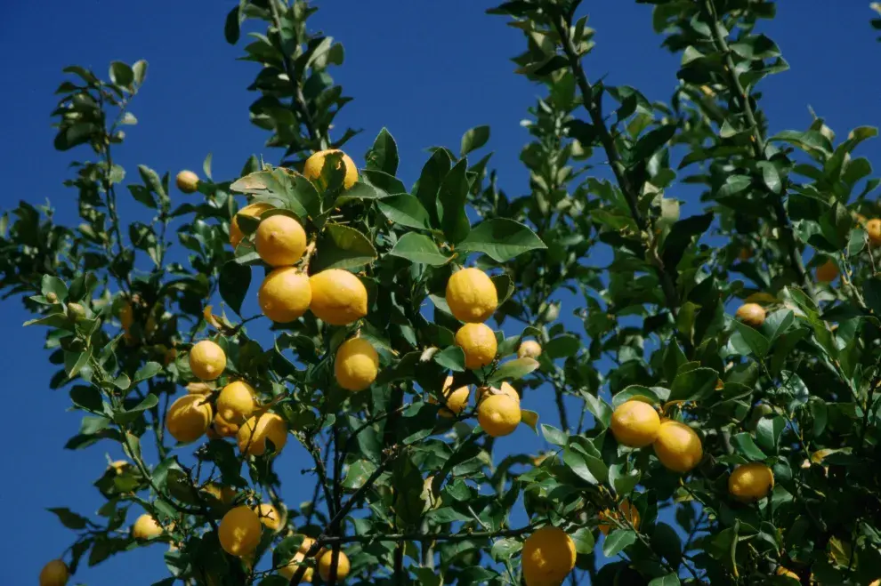 Paso a paso para que tu limonero dé más frutos esta primavera.