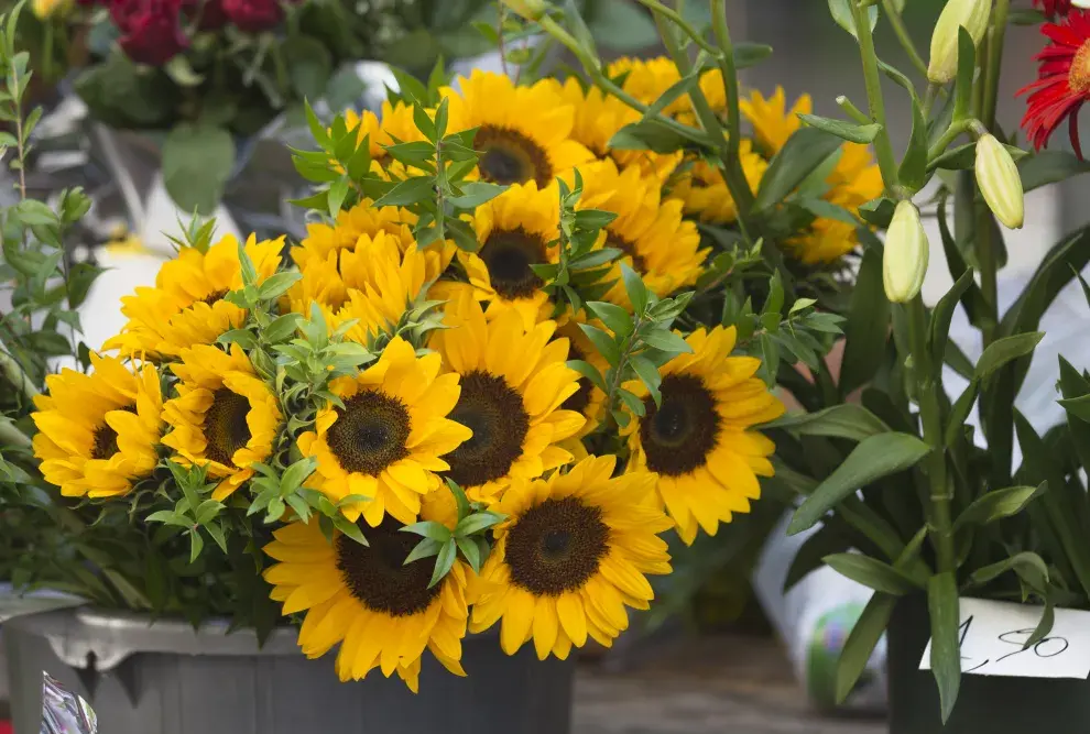 Plantas ideales para sembrar en septiembre y llenar tu jardín de color en verano: Girasol.
