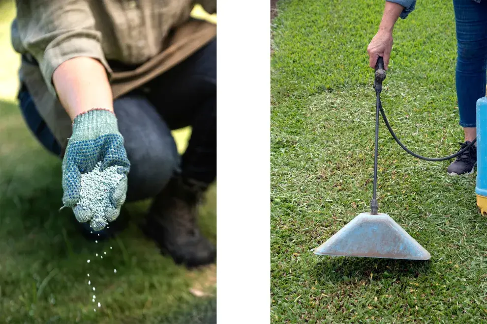 Fertilizar el césped que sufrió heladas mejorará su textura y desarrollo.