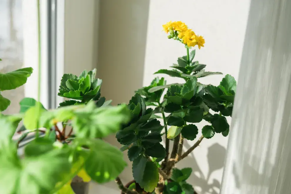 Foto de flores amarillas.