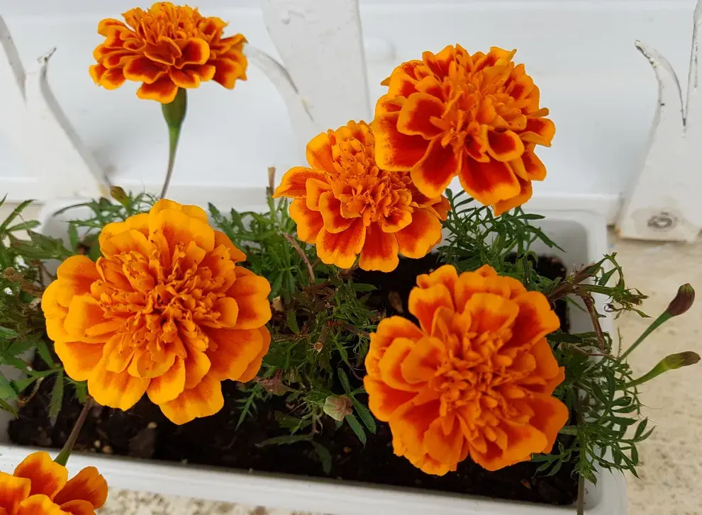 Foto de flores naranjas.