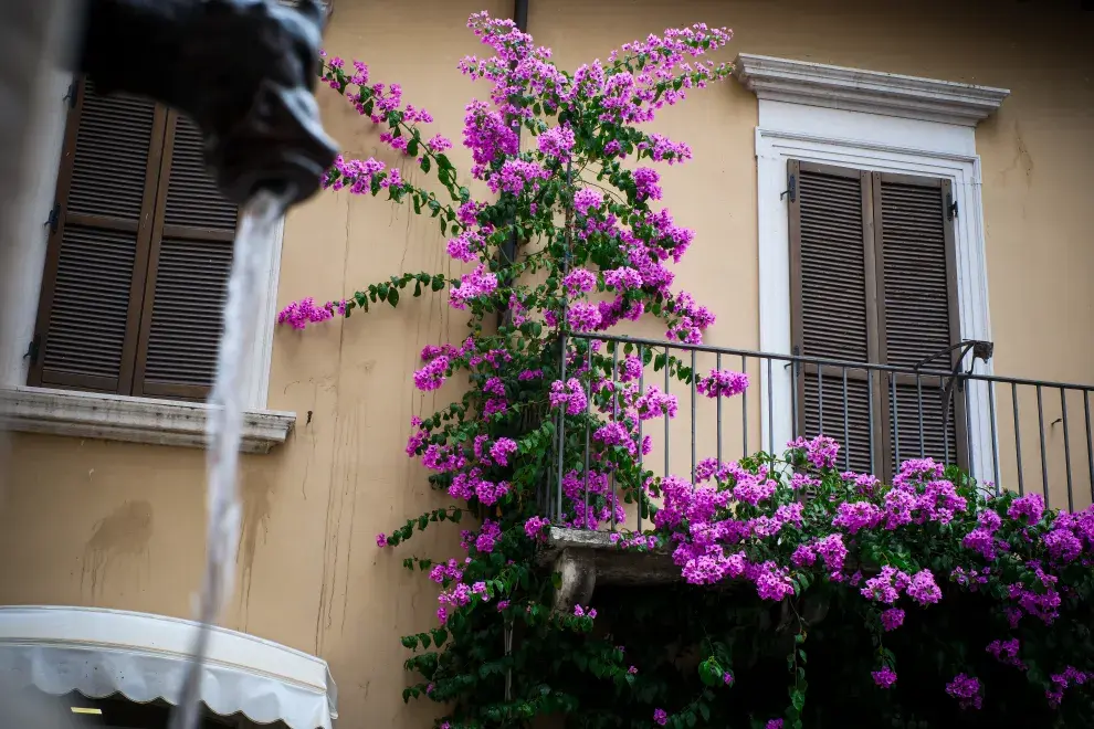Foto de flores violetas.