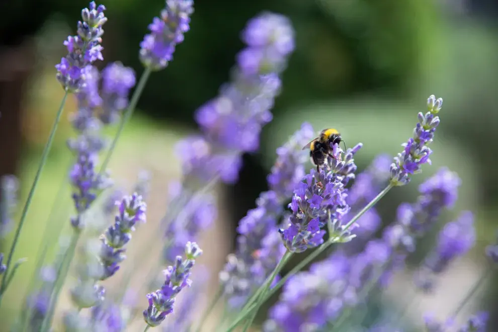 Foto de lavanda.