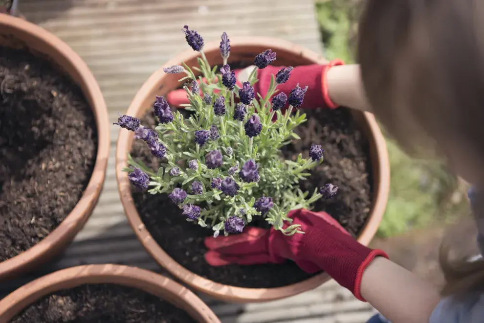 Plantas ideales para sembrar en septiembre y llenar tu jardín de color en verano: lavanda.