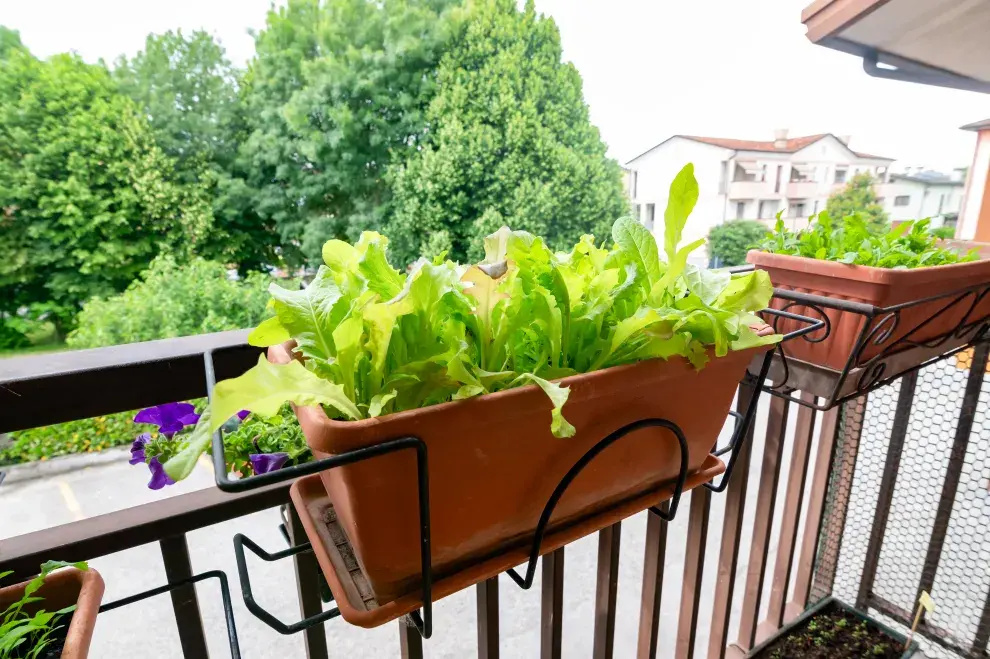 Plantas comestibles más fáciles para tu mini huerta en el balcón: lechuga.