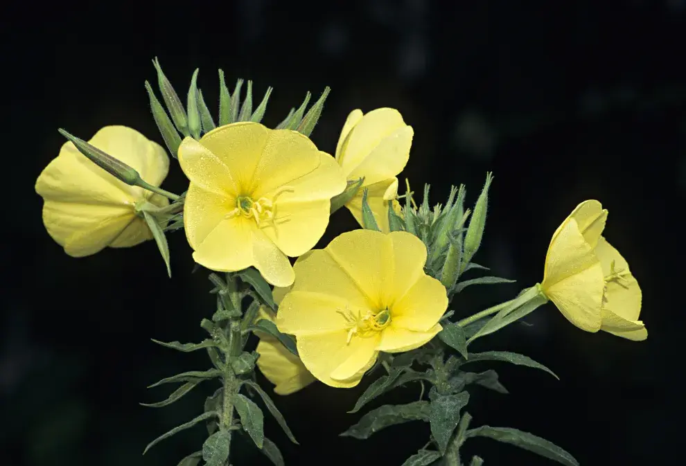 Las plantas con flores amarillas para ambientar el balcón