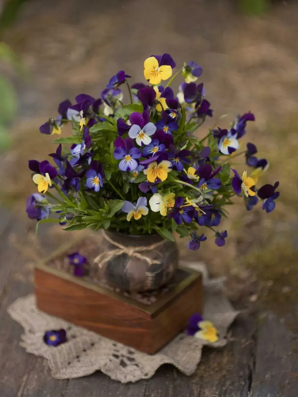 Sus flores en tonos violetas, amarillos y bicolores son de las más vistosas de la temporada