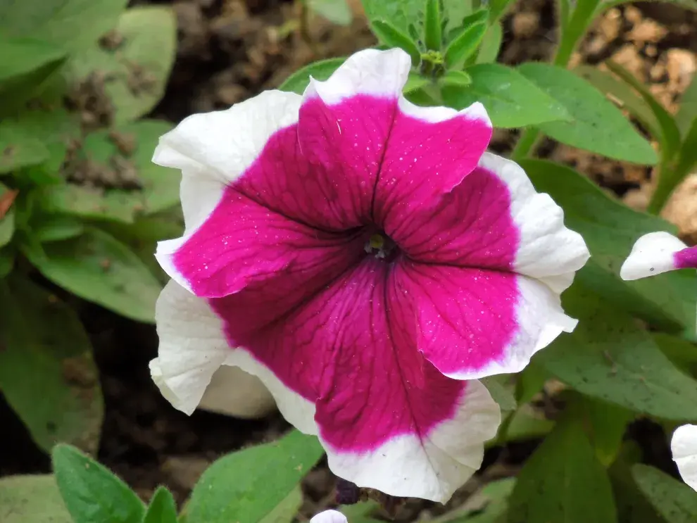 Las plantas con flores violetas para ambientar el balcón