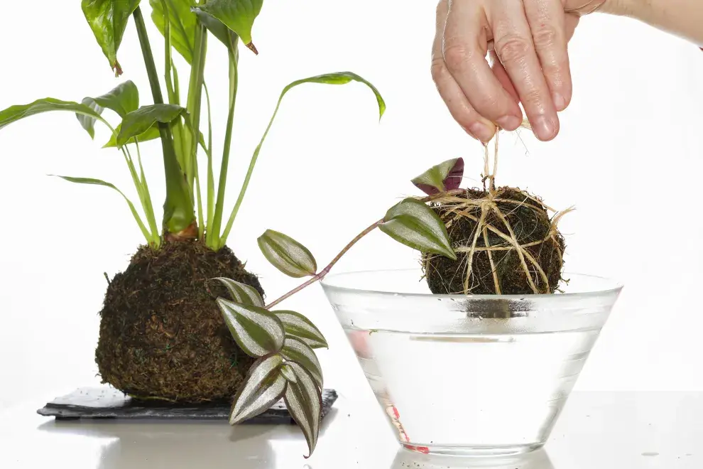 Kokedamas: pequeños planetas verdes