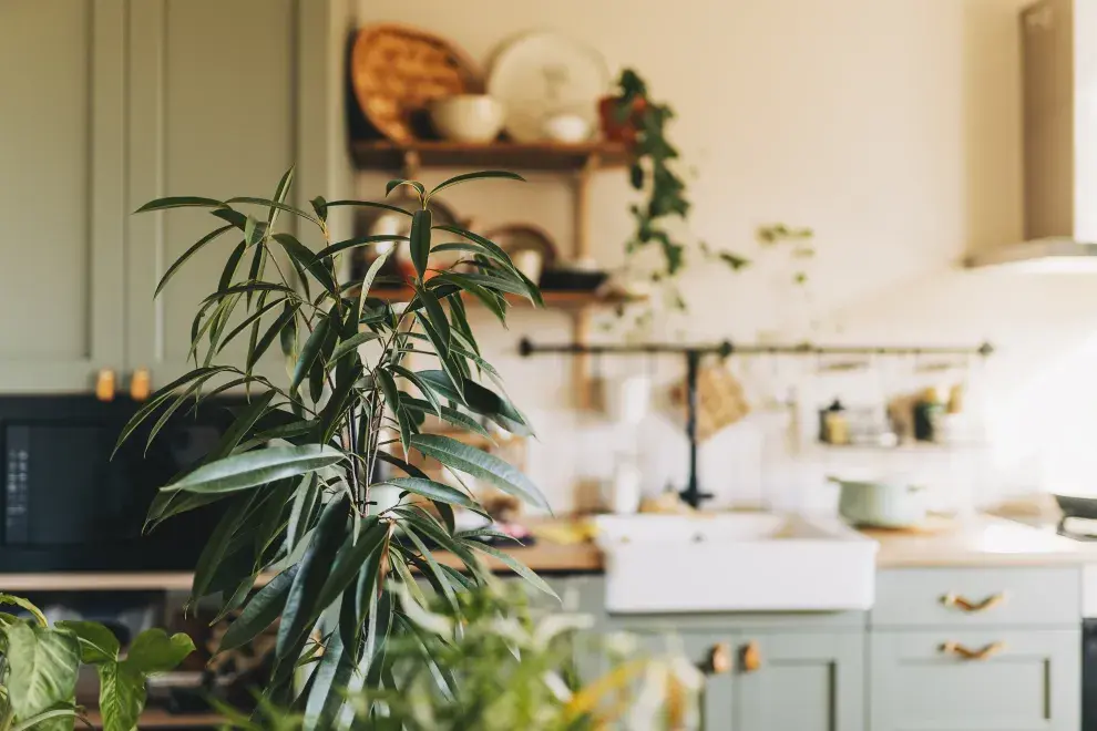 Foto de planta.