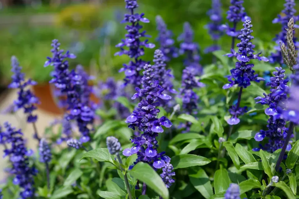 5 plantas que parecen lavanda pero florecen más y requieren menos cuidados