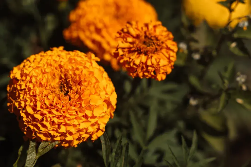 Foto de flores naranjas.