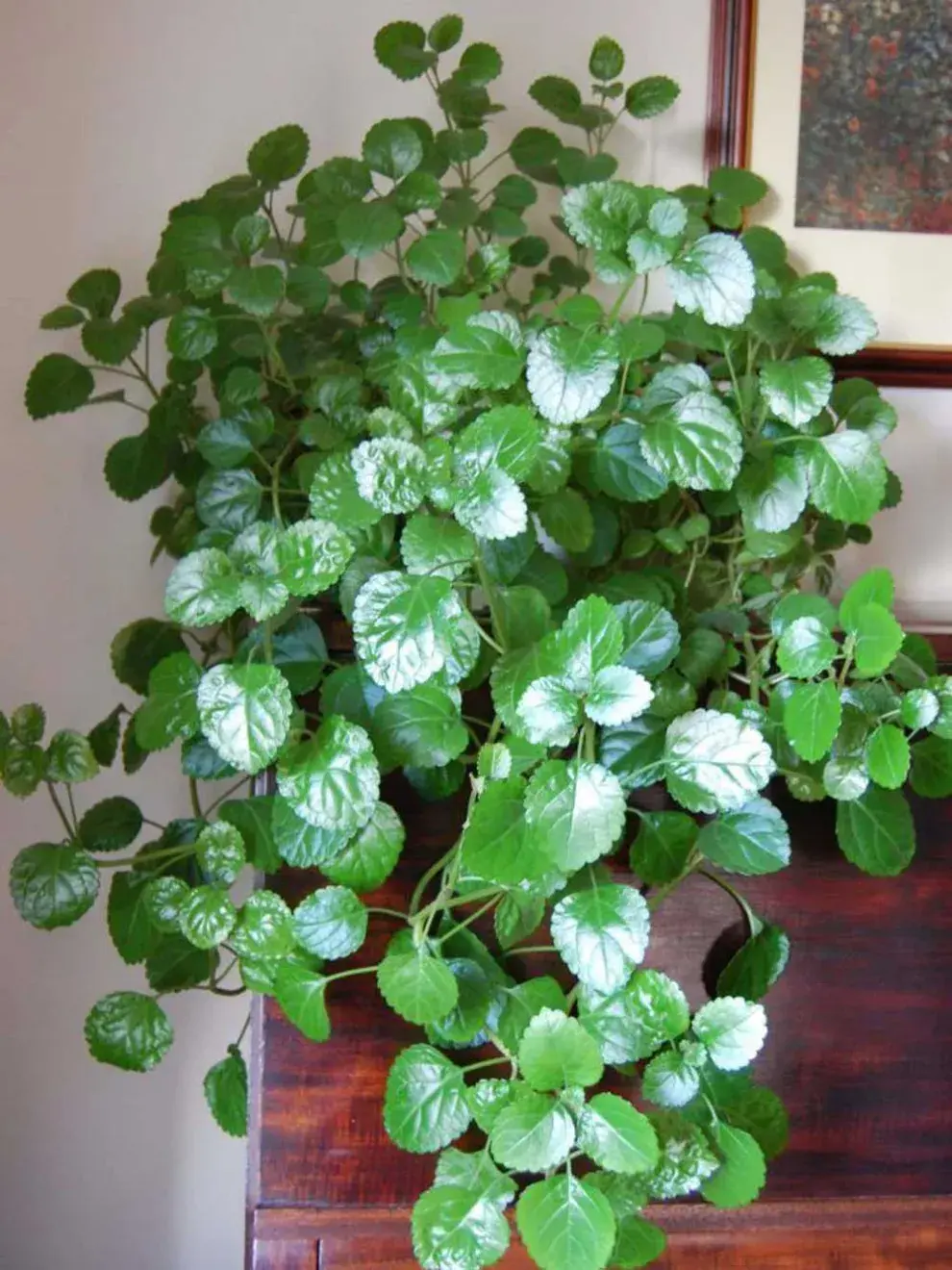 Originaria de Sudáfrica, esta planta pertenece a la familia de las Lamiáceas y se ha ganado un lugar privilegiado en balcones, interiores y patios por su follaje verde brillante, redondeado y de textura carnosa