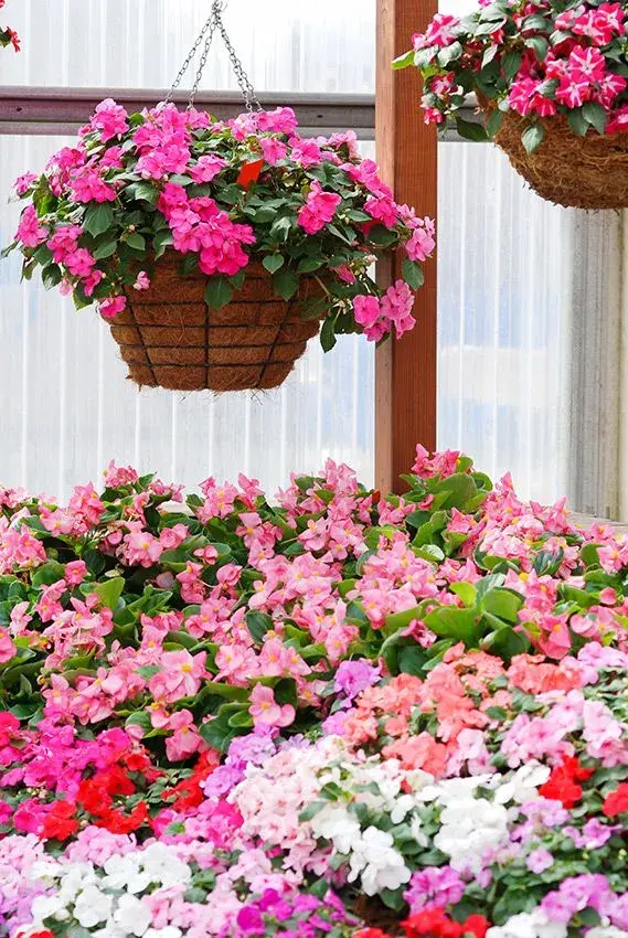 También conocida como lizzy ocupada, esta planta es una favorita en jardines y espacios interiores. Sus flores, que van del rojo y rosa al naranja y lila, florecen constantemente en climas cálidos.