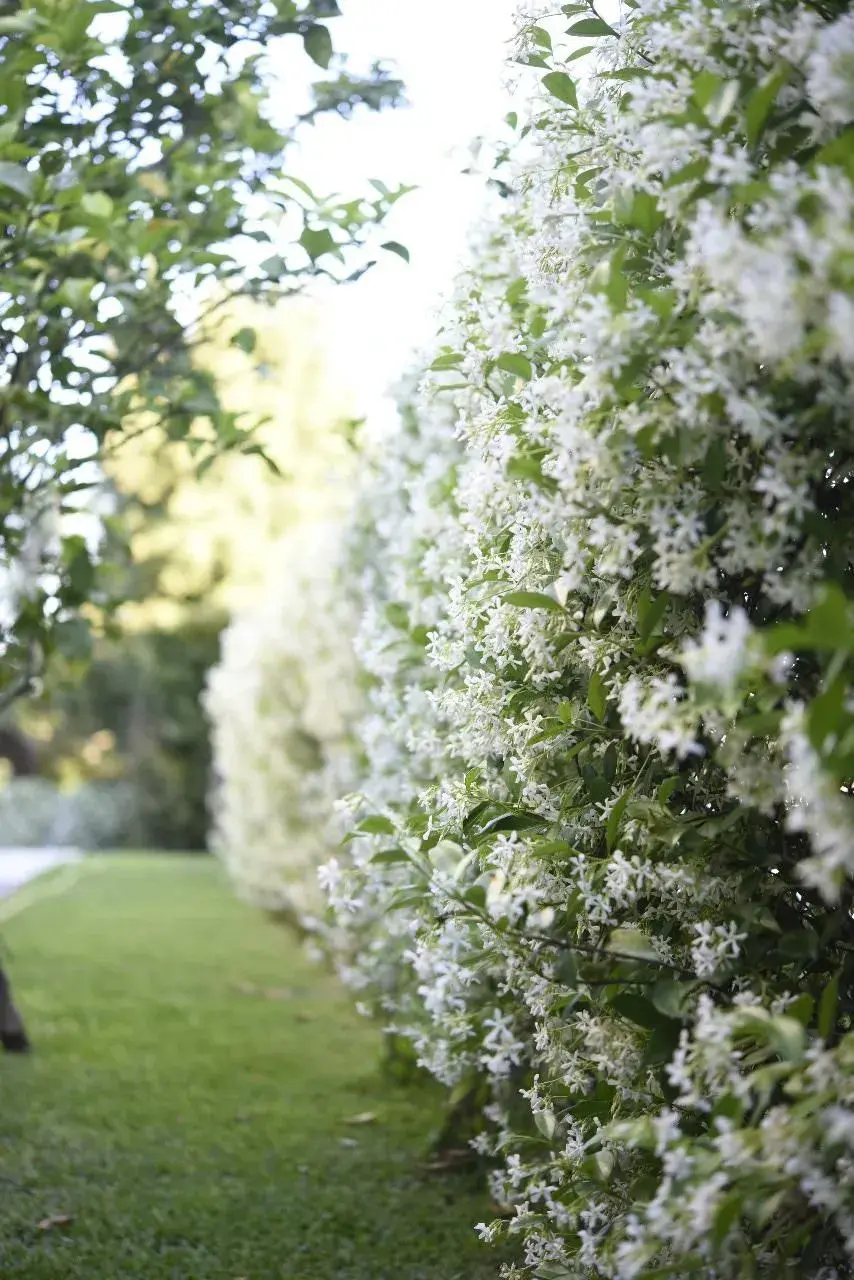 Ya sea un gran parque con cipreses o un pequeño balcón perfumado de jazmín: la naturaleza es la mejor pared para separar espacios sin separar el alma.