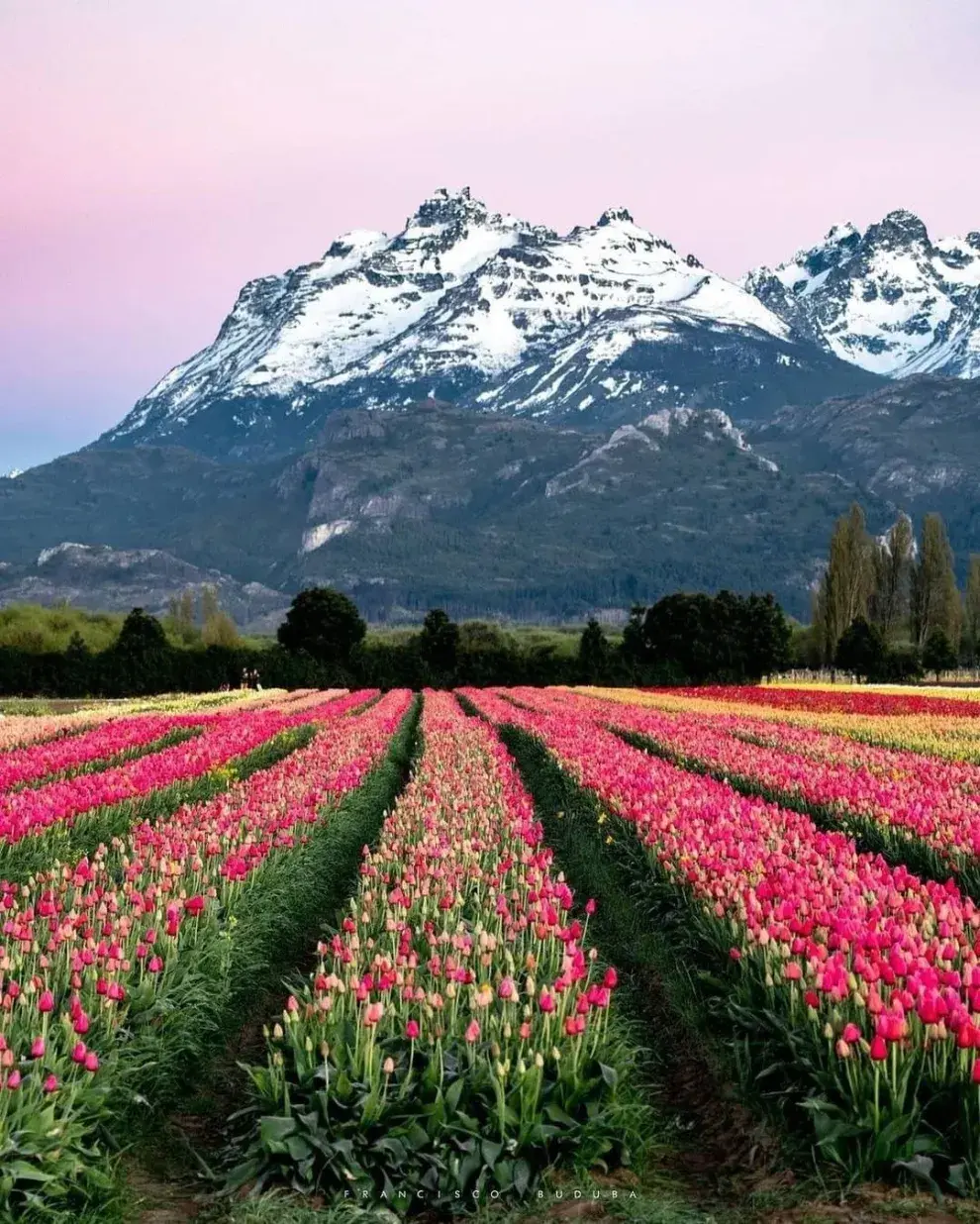 Campo de tulipanes de Trevelin: cómo llegar y disfrutar de esta belleza natural