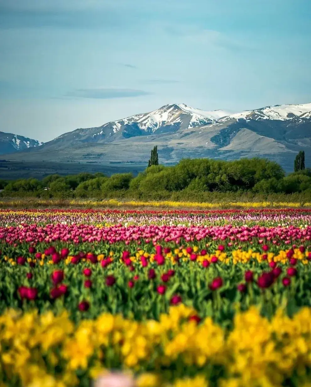 Campo de tulipanes de Trevelin: cómo llegar y disfrutar de esta belleza natural