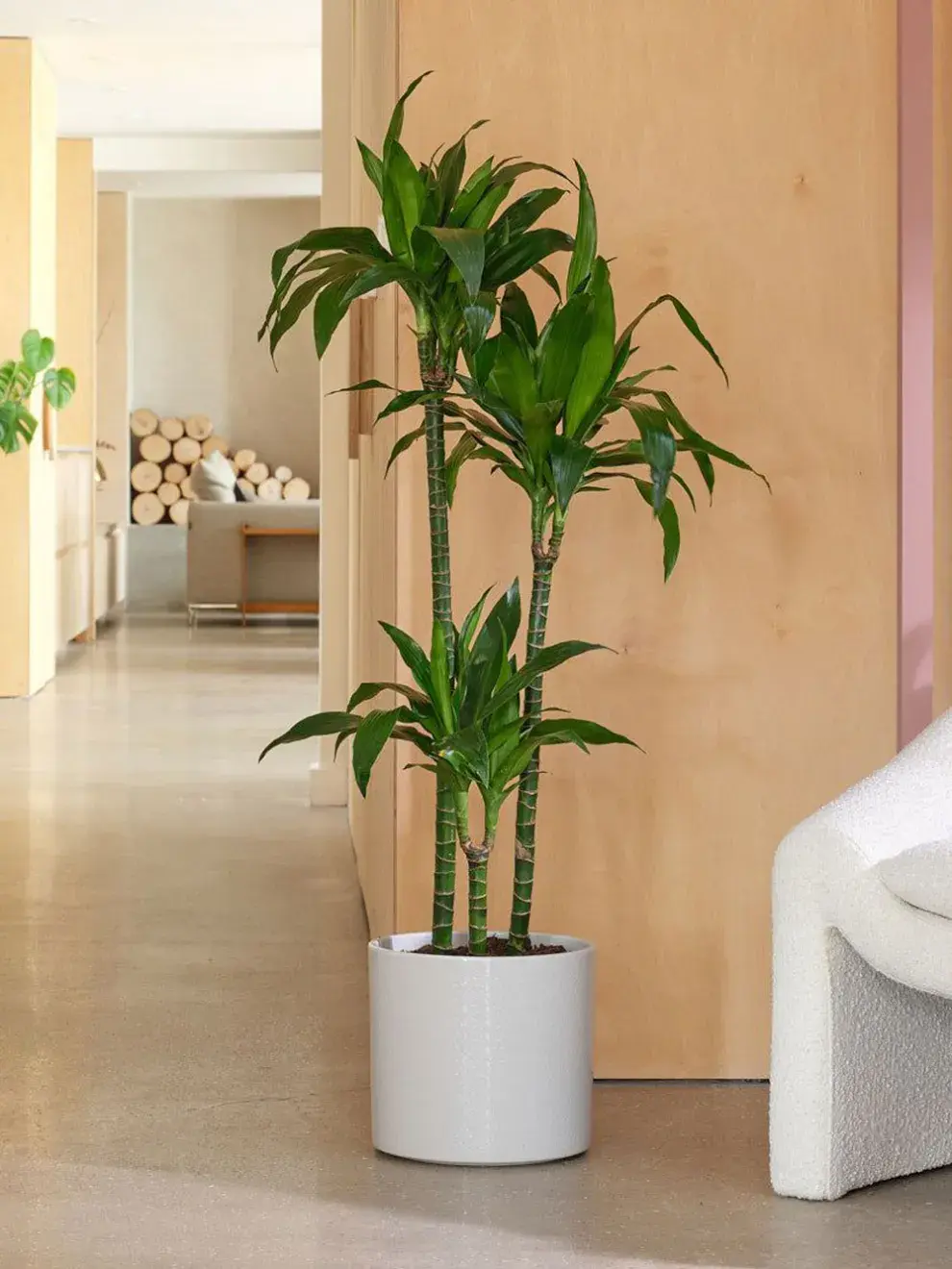 Si buscás una planta alta, de apariencia exótica y fácil de cuidar, la Dracaena Marginata es tu candidata.