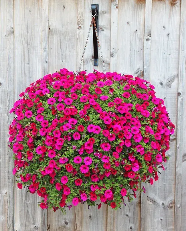 Perfecta para interiores o jardines con sombra parcial, la begonia destaca por sus flores coloridas y hojas decorativas.