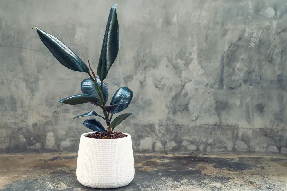 El gomero es una de las plantas más elegidas para el interior