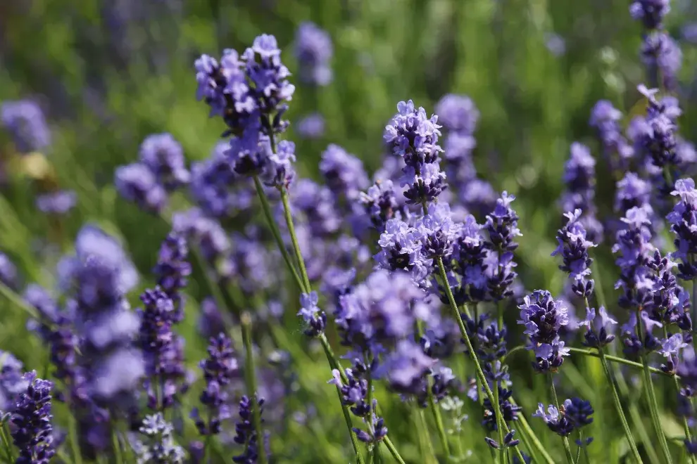 Lavandas: aportan perfume, color y además ayudan a mantener alejados a los insectos. Perfectas para una maceta cerca de la cocina.