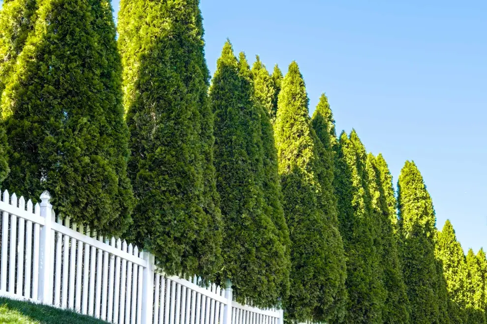 Elegir una pared natural es mucho más que una decisión decorativa: es un gesto que respira vida, que armoniza con el entorno y regala momentos tranquilos al aire libre.