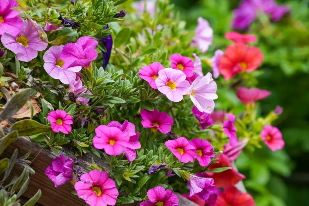 Petunias: flores abundantes, alegres y fáciles de mantener. Van perfecto en macetas colgantes o jardineras cerca de una ventana soleada.