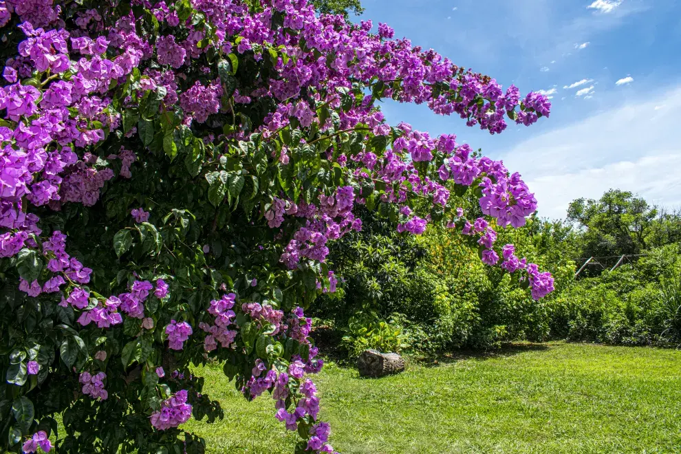 Sus flores en fucsia, violeta y blanco aportan un toque vibrante a cualquier balcón o terraza
