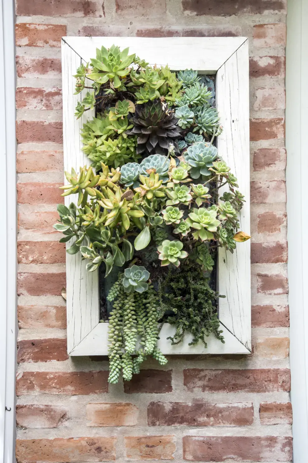 Perfectas para espacios pequeños, las suculentas en jardines verticales requieren poco riego