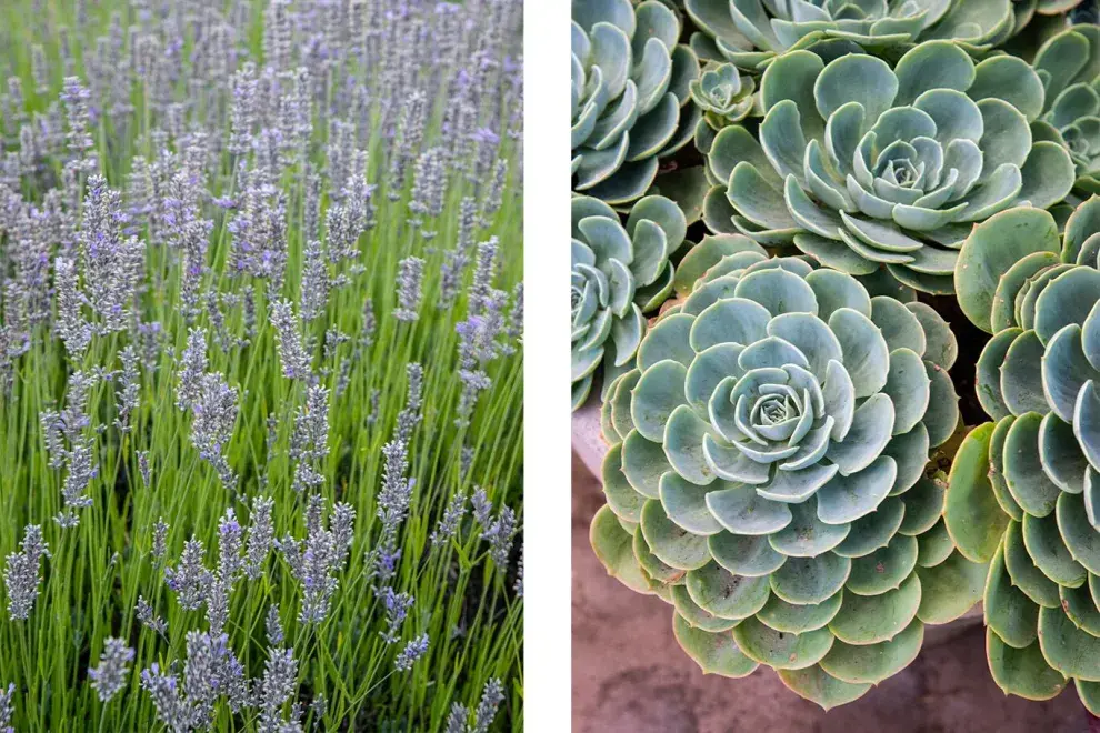 Lavandula angustifolia y Echeveria × imbricata, dos especies aptas para el cultivo vertical 