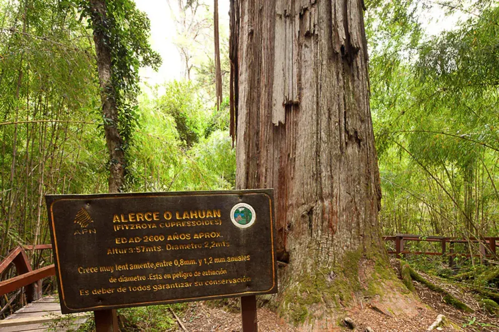 Parque Nacional Los Alerces