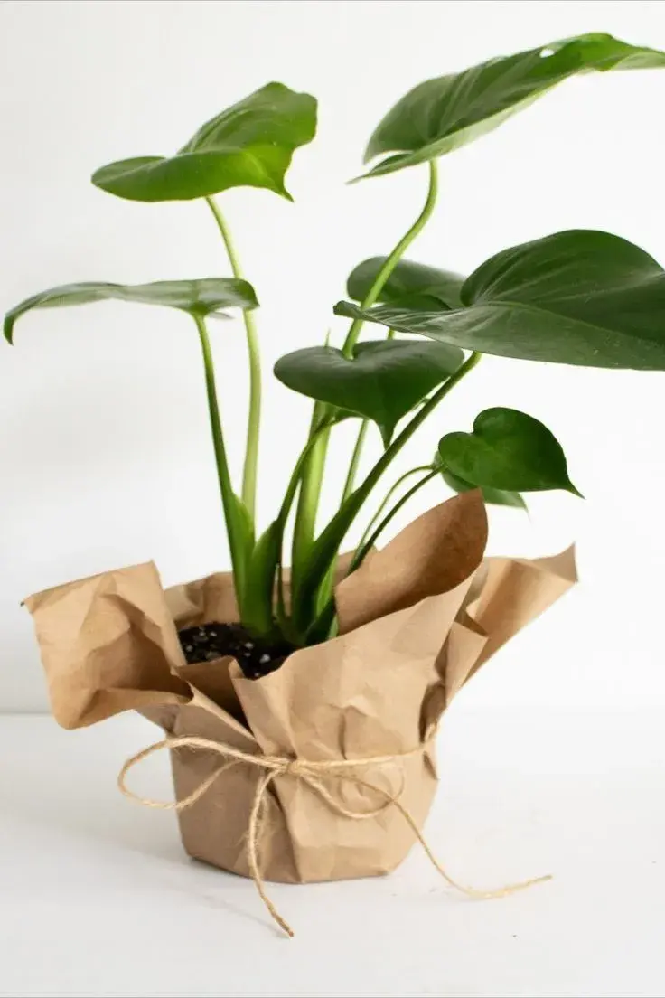 Foto de planta.