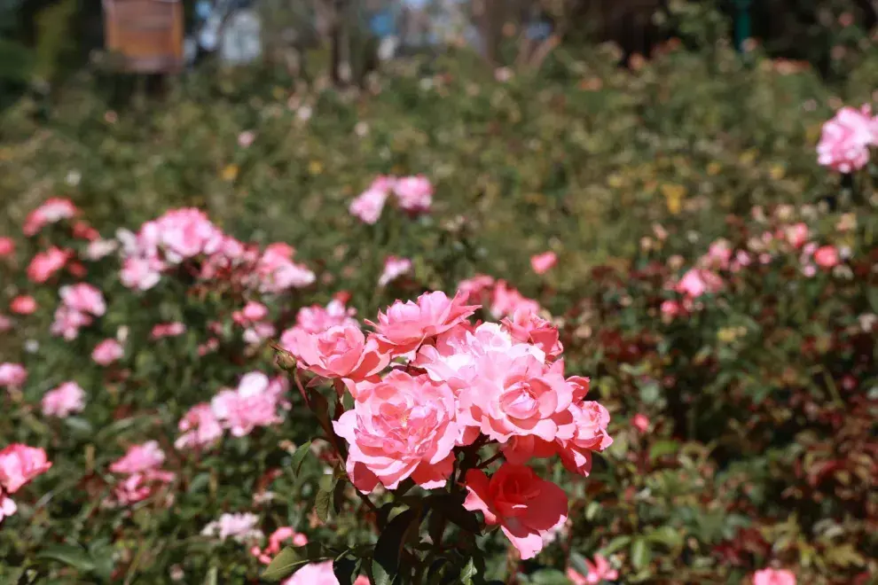 Desde 2012, este jardín ha sido el único en América Latina en recibir el reconocimiento de la World Federation of Rose Societies por su calidad y mantenimiento.