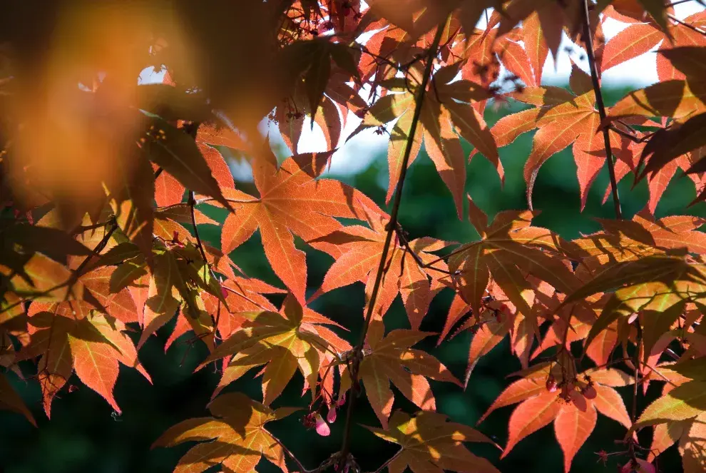 El arce japonés, un aliado para espacios reducidos