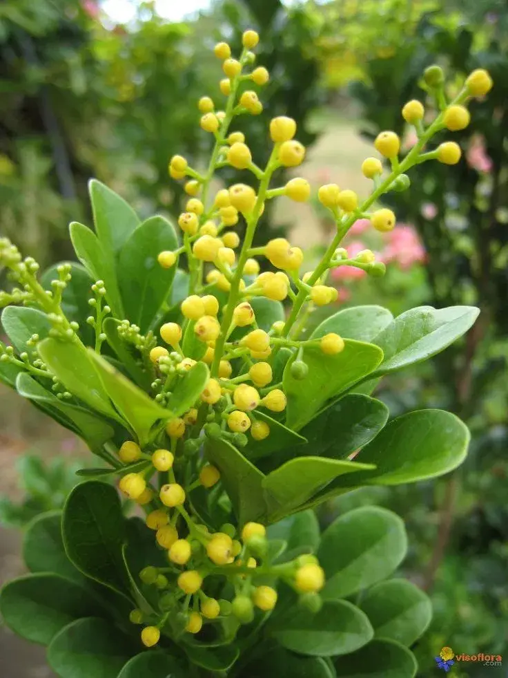 Su mayor atractivo está en sus racimos de flores amarillas, pequeñas pero intensamente fragantes, que desprenden un aroma fresco y dulce.