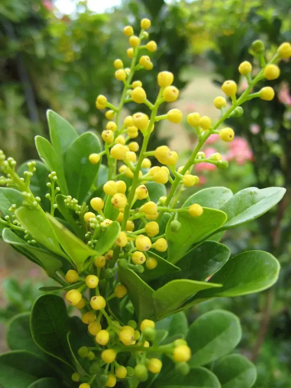 El árbol del perfume chino —también llamado falsa lima o Aglaia odorata—, una especie perenne de porte reducido perteneciente a la familia de las caobas.