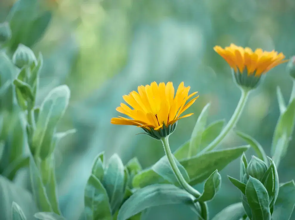 La caléndula es perfecta para sumar un toque cálido gracias a sus flores amarillas y naranjas.