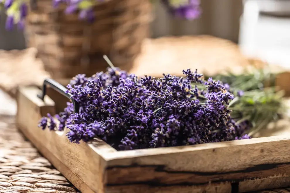 Foto de planta de lavanda.