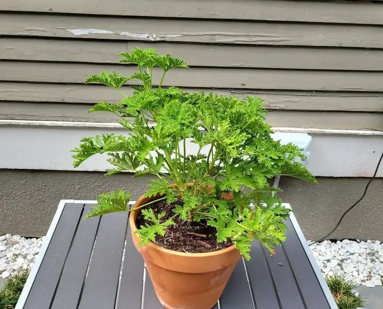 La citronela es la reina indiscutible de los repelentes naturales. 