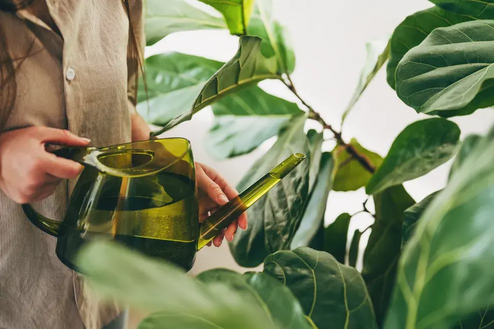 Llega el calor: cinco consejos para cuidar tus plantas en el verano 2026