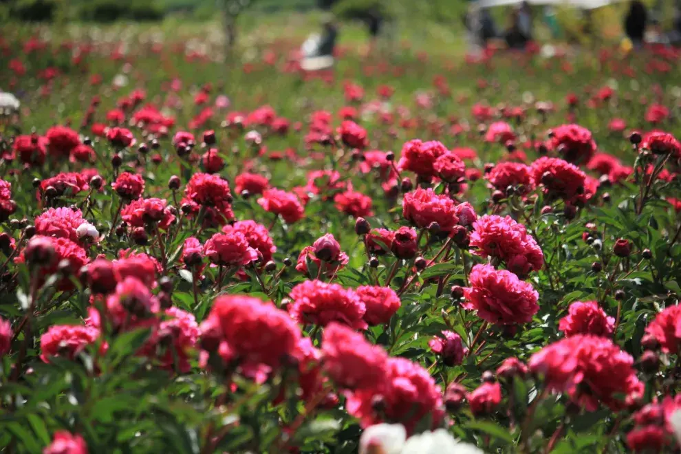 El cultivo de peonías representa no solo una expresión de belleza, sino también una muestra del potencial florícola de la región