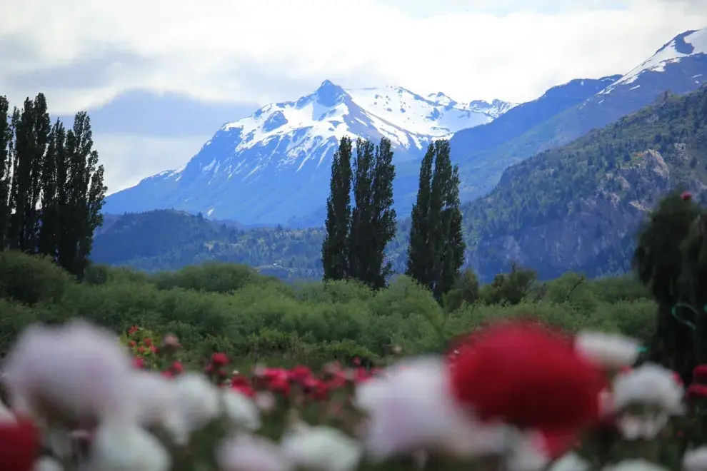El cultivo de peonías representa no solo una expresión de belleza, sino también una muestra del potencial florícola de la región