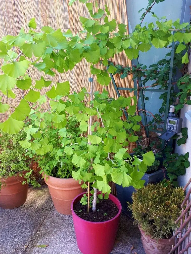 El árbol perfecto para sumar sombra a balcones y terrazas de pocos metros.
