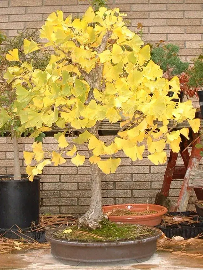 Foto del ginkgo, arbol que necesita luz abundante, preferentemente sol directo por varias horas. 