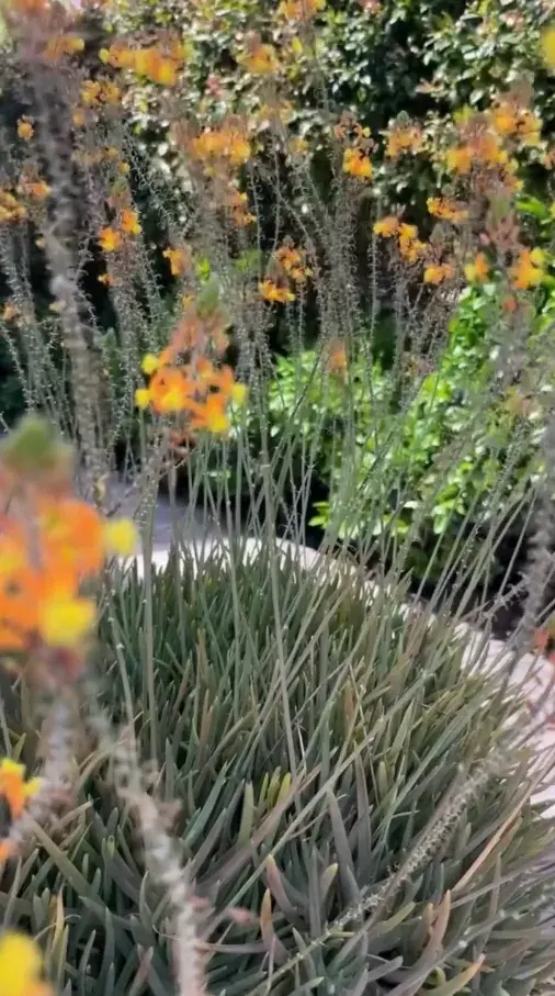 Foto de Las flores elegidas por Pampita en su jardín.