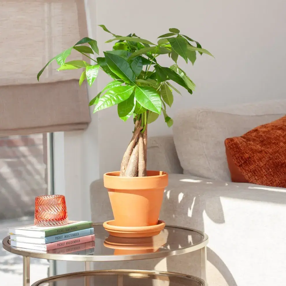  Es perfecta para quienes aman tener verde en casa, pero no tienen mucho tiempo.